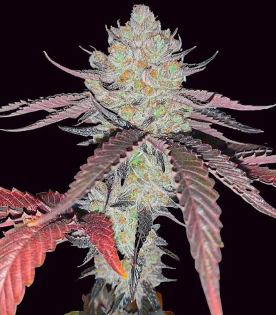 Семена сорта Marshmallow OG fem (Compound Genetics)