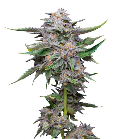 Семена сорта Lemon Cherry Gelato fem от Barney's Farm