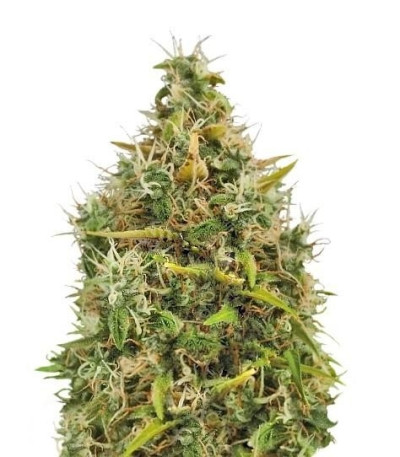Семена сорта Royal AK Automatic fem (Royal Queen Seeds)