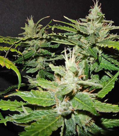 Семена сорта CBD Auto 1:1 auto fem (FastBuds Seeds)