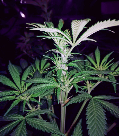 Семена сорта Jägg Kush fem (Delicious Seeds)