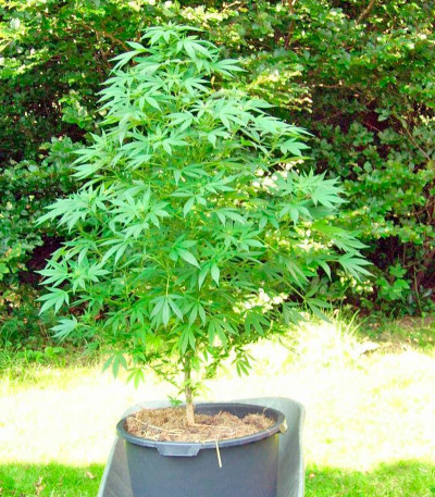 Семена сорта Pure Power Plant reg (Nirvana Seeds)