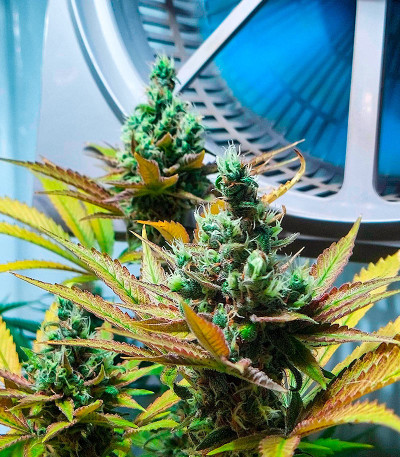 Семена конопли сорта Skunk Amsterdam