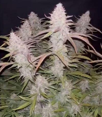 Семена сорта Banana Punch fem (Barney's Farm)