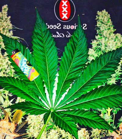 Семена сорта White Russian reg (Serious Seeds)