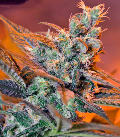 Семена сорта Cream Caramel F1 Fast Version fem (Sweet Seeds)