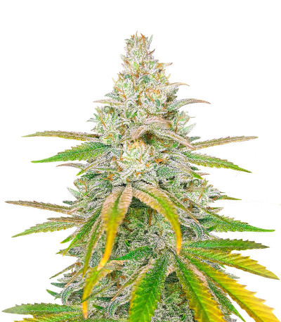 Микс семян конопли Sativa Mix fem (Herbies Seeds)