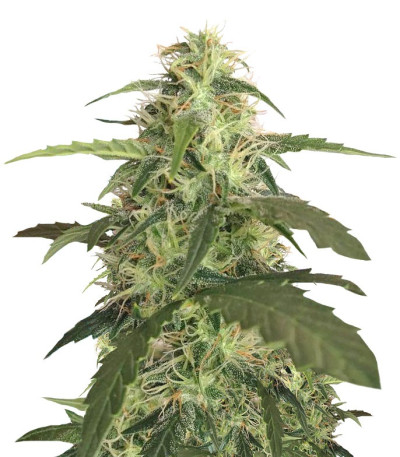 Семена сорта Auto Blue Pyramid fem (Pyramid Seeds)