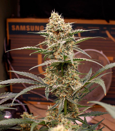 Семена сорта Orange Apricot Glue XL Auto fem (Sweet Seeds)