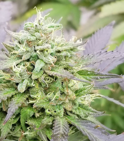 Семена сорта Blueberry X fem (Семяныч)