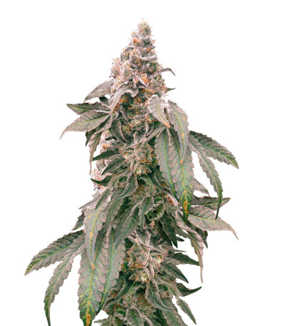 Семена сорта Mimosa Shot fem (Herbies Seeds)