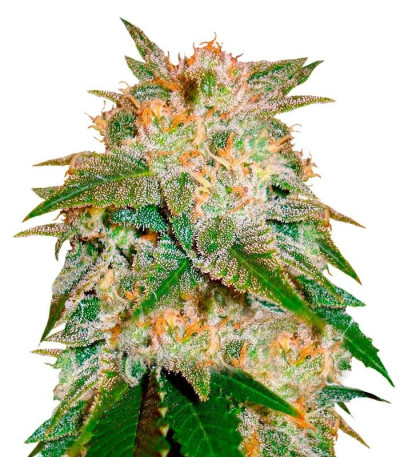 Семена сорта La Bella Afrodita fem (Delicious Seeds)