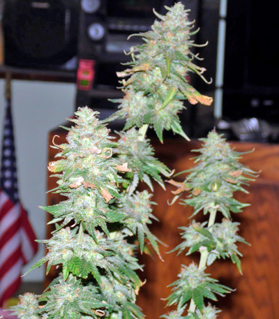 Семена сорта Afghan Kush X Yumbolt fem (World of Seeds)