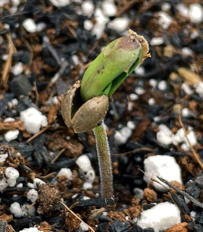 Семена сорта Chocobang fem (Delicious Seeds)