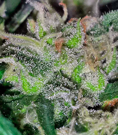Семена сорта Critical + fem (Dinafem Seeds)