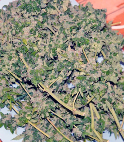 Семена сорта Damn Sour fem