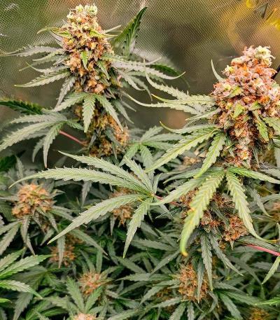 Семена сорта Grand Gorilla Purple Auto fem (Семяныч)