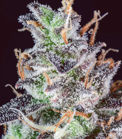 Семена сорта Lemon Pie Auto fem (FastBuds)