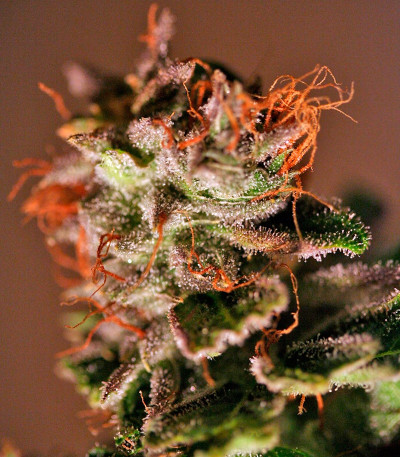 Семена сорта Nexus fem (Eva Seeds)