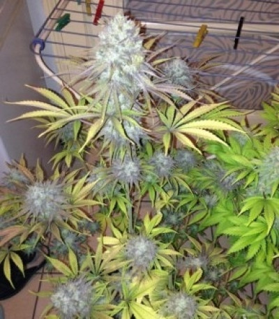 Семена сорта Royal Highness fem (Royal Queen Seeds)