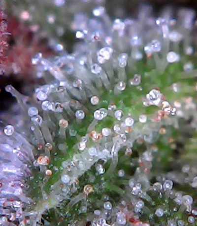 Семена сорта SexBud fem (Female Seeds)