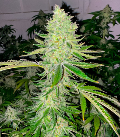 Семена сорта Apple Fritter Fast Version fem (7CH American)