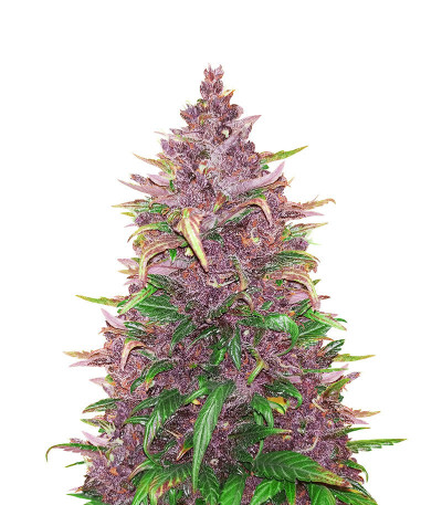 Микс семян конопли Beginner Auto Mix Pack fem (Herbies Seeds)