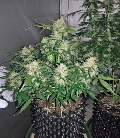 Семена марихуаны King’s Kush Auto