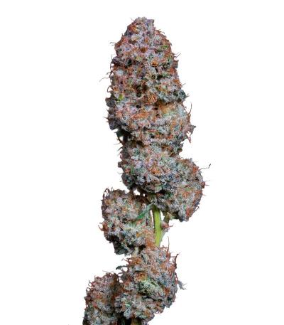 Семена сорта Special Tangie Auto fem (Семяныч)