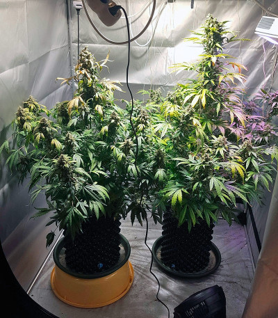 Семена сорта Auto White Widow fem (Pyramid Seeds)