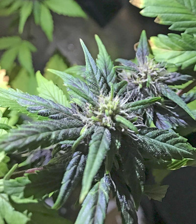 Семена сорта Blackberry auto fem (FastBuds)