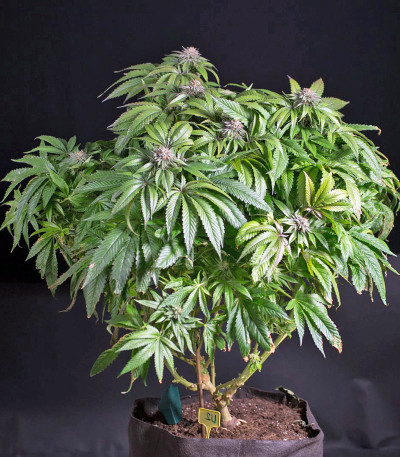 Семена сорта Ewe-2 fem