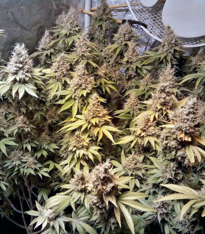 Семена сорта LSD fem (Barney's Farm)