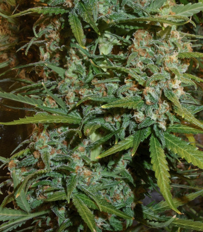 Семена сорта White Widow x Big Bud fem (Female Seeds)