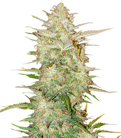 Семена сорта Original Auto Chemdawg fem (FastBuds)