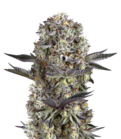 Семена сорта Dos Si Dos 33 fem (Barney's Farm)