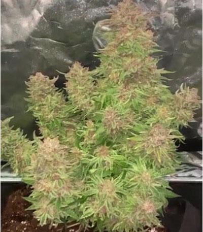 Семена сорта Strawberry Pie Auto fem (FastBuds)