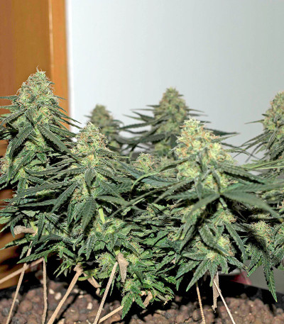 Семена сорта Critical Cheese Autoflowering fem (Dinafem Seeds)