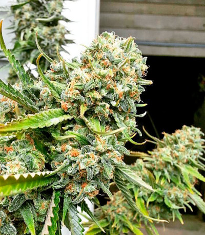 Семена сорта Critical + fem (Dinafem Seeds)