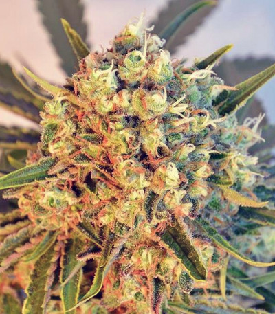 Семена конопли Freddy's Best