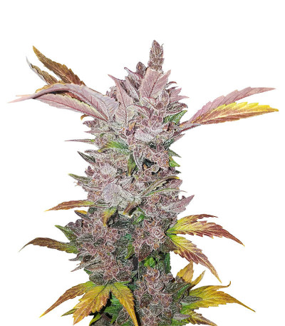 Микс семян конопли Indica Auto Mix fem (Семяныч)