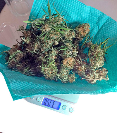 Семена сорта Northen Light X Skunk fem (World of Seeds)