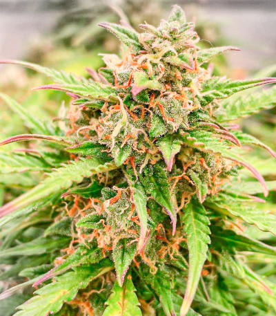 Семена сорта Runtz Auto fem (Barney's Farm)