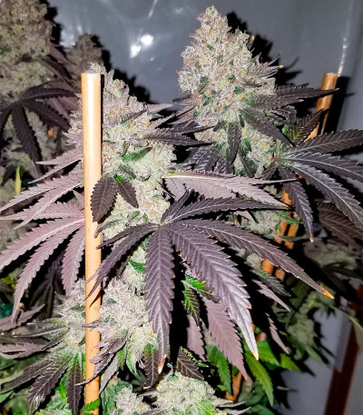 Семена сорта Apple Fritter Fast Version fem (7CH American)