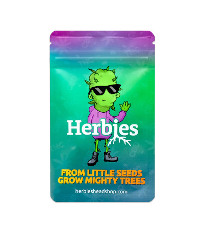 Семена сорта Choco Thai Auto fem (Herbies Seeds)