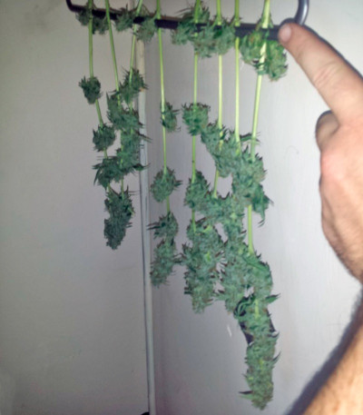 Семена сорта Northern Lights Auto fem (Green House Seeds)