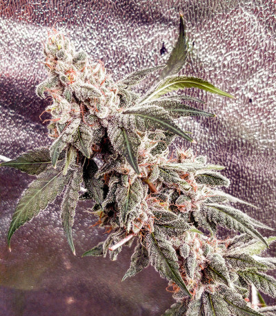 Семена сорта Pink Sunset by Sherbinskis fem от Silent Seeds