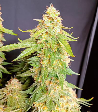 Семена конопли сорта Zoap от 7CH American