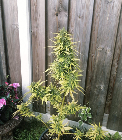 Семена сорта Auto Critical Orange Punch fem (Dutch Passion)