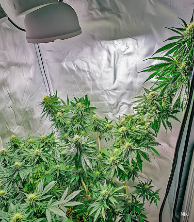 Семена сорта Gorilla fem (Семяныч)